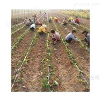 四川宜賓縣節水灌溉西瓜大棚滴灌帶怎么連接